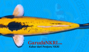 Mengenal Ikan Hias Asli Sukabumi: Domas, Si “Banana Fish” yang Sarat Makna