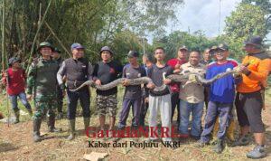 Kerja Bakti Ketua DPRD Berujung Temuan Sanca, Lahan Lama Tak Terurus