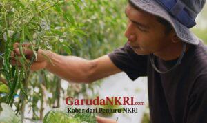 Harga Sayur Lebih Stabil Setelah Ada MBG, Petani Boyolali Harap Program Terus Berlanjut