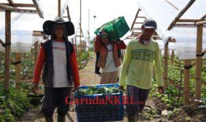 Penghasilan Naik, Uang Sekolah Terjamin, Petani di Cipanas Rasakan Dampak Nyata MBG