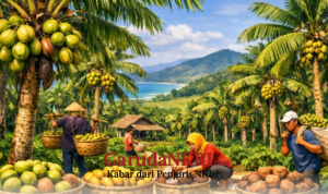 Dari Santan hingga Minyak, Kelapa Desa Cibodas Jadi Berkah Ekonomi Sukabumi
