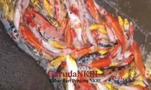 Dari Hobi ke Penghasilan Tambahan: Warga Sukabumi Ini Senang Pelihara Ikan Koi